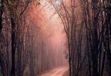 荷甲赛程吃紧，辽宁本钢今夜止住颓势，悬念犹存，轮换策略成焦点的简单介绍